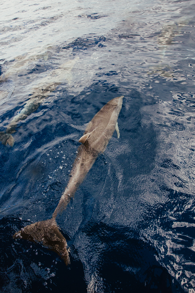 aiota-saona-island-42.jpg