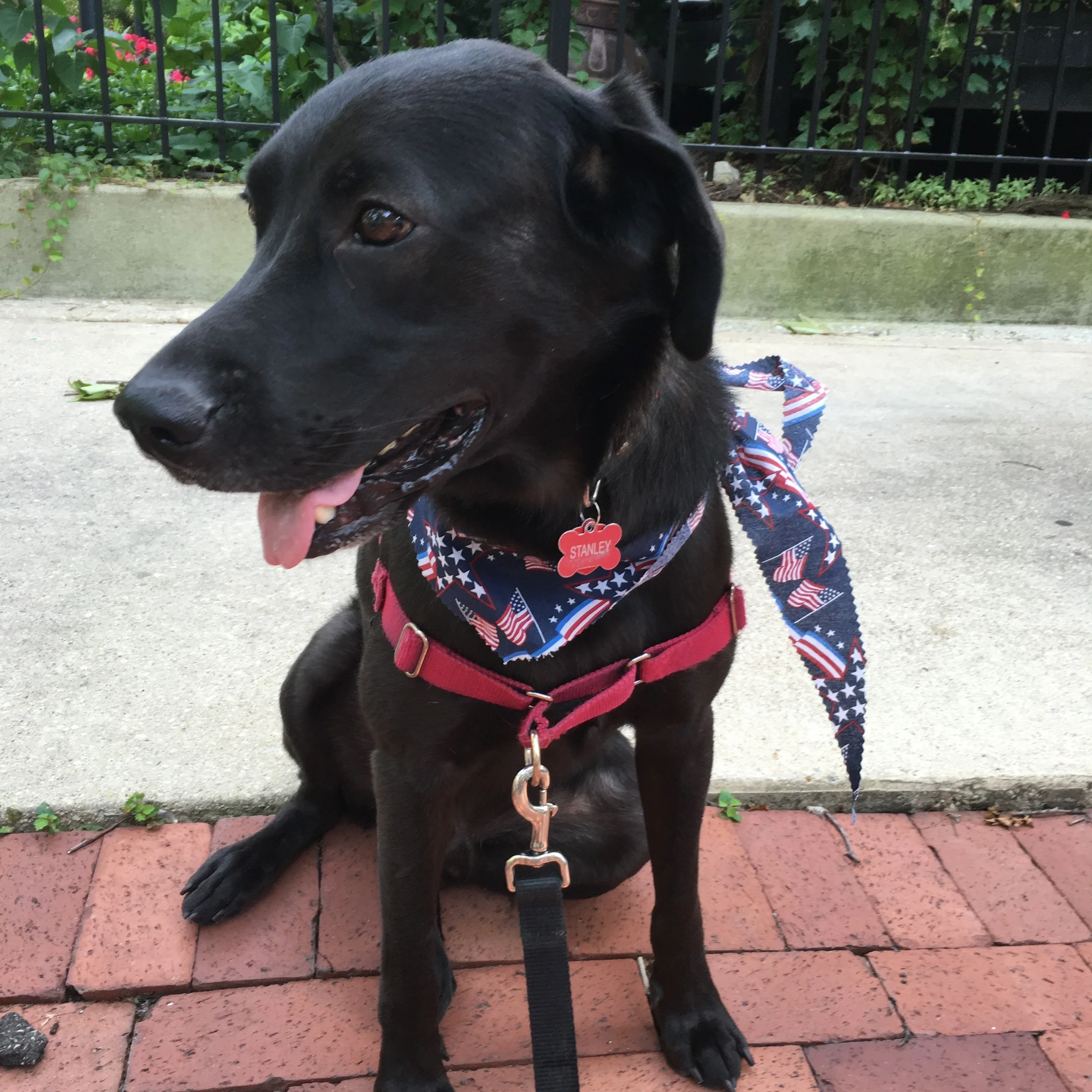 My patriotic pup, Stanley. <3