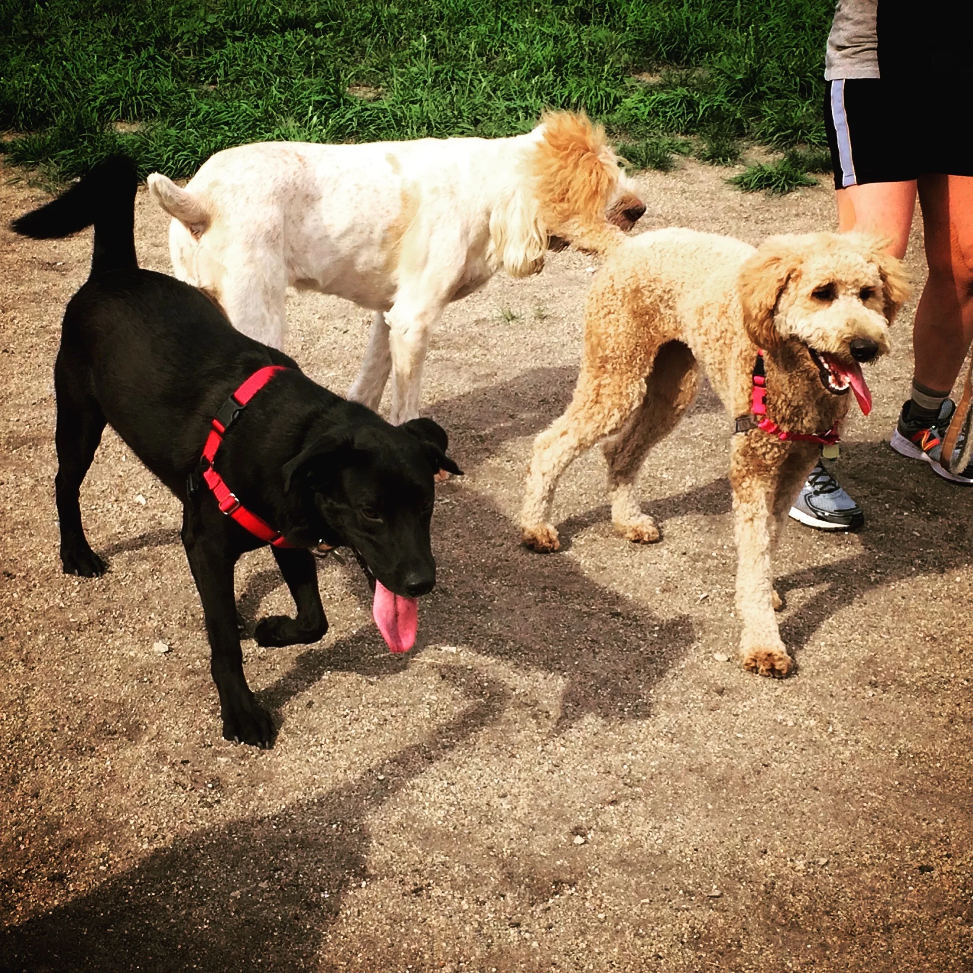 Doggies winding down from a good run at the park