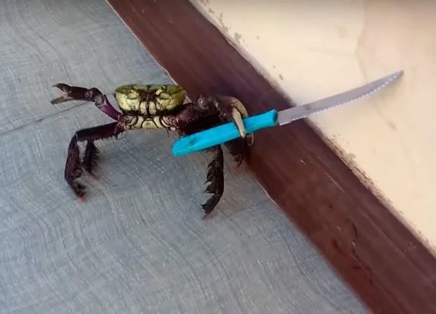 Video-of-Gangster-Knife-wielding-Crab.jpg