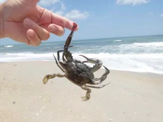 CrabFingerBlood.jpg