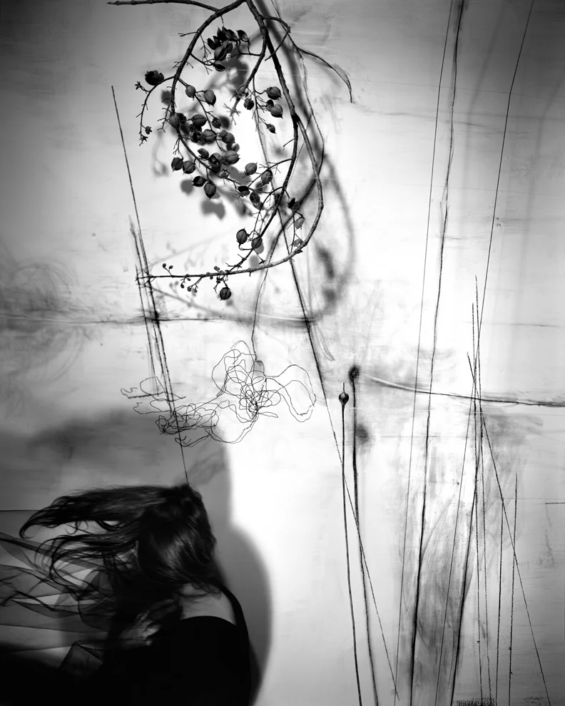 L_Semivan_branches_2011.jpg