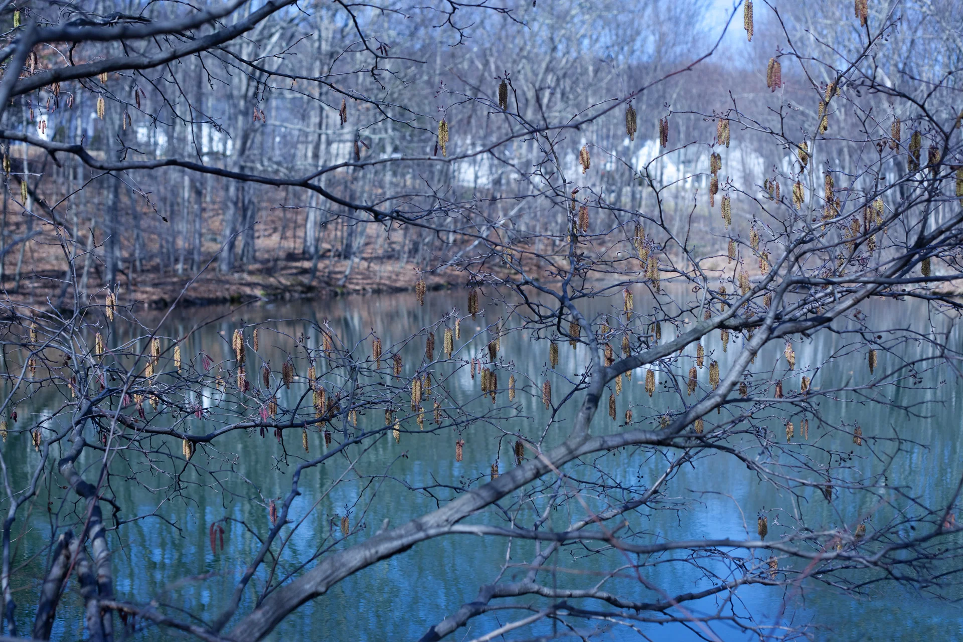 032010_SpringLanternsffWEB.jpg