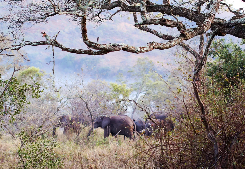 25065c40a915e14d-Elephant1.jpg