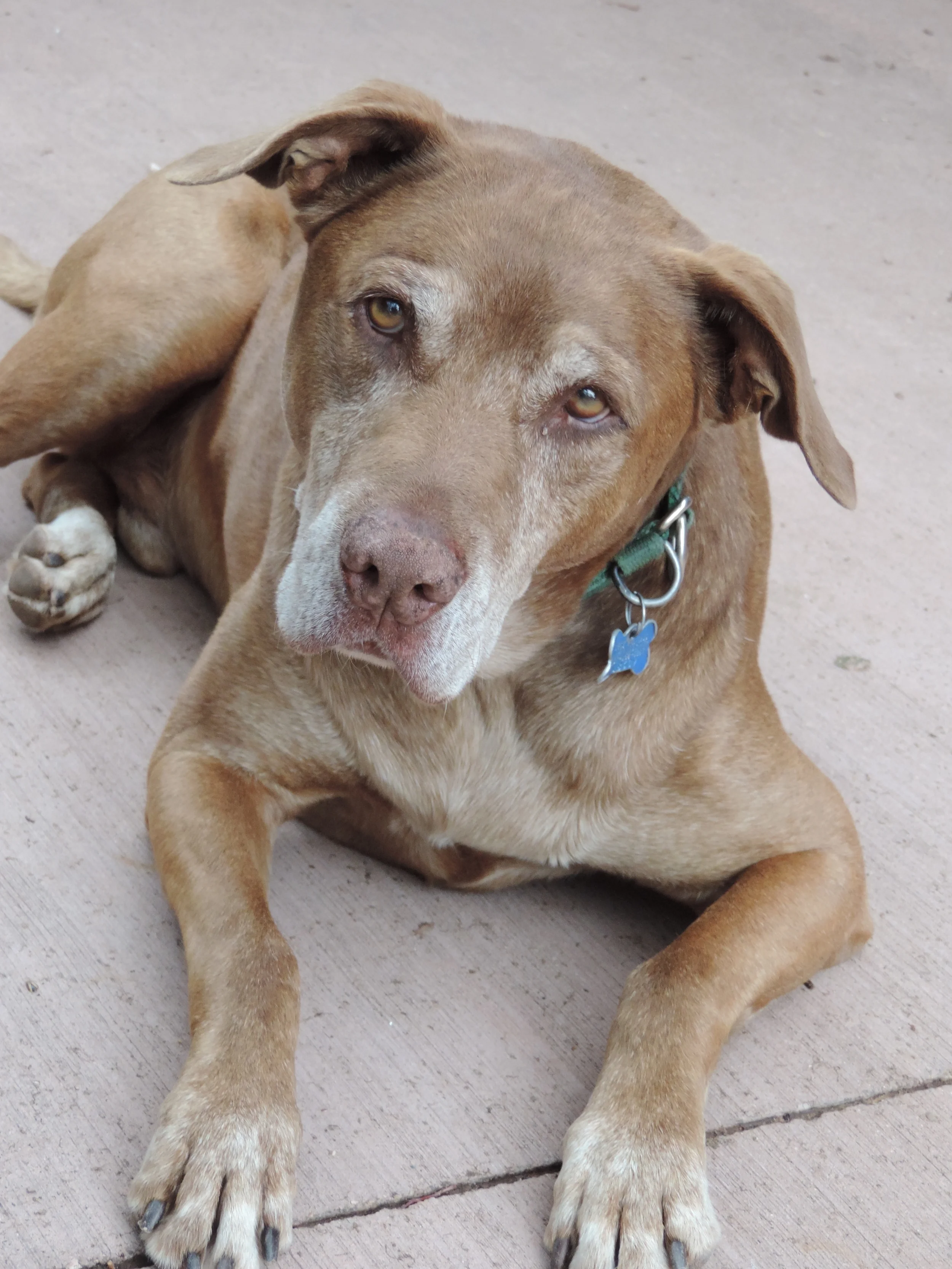 10-year-old Chief lounges with us outside.