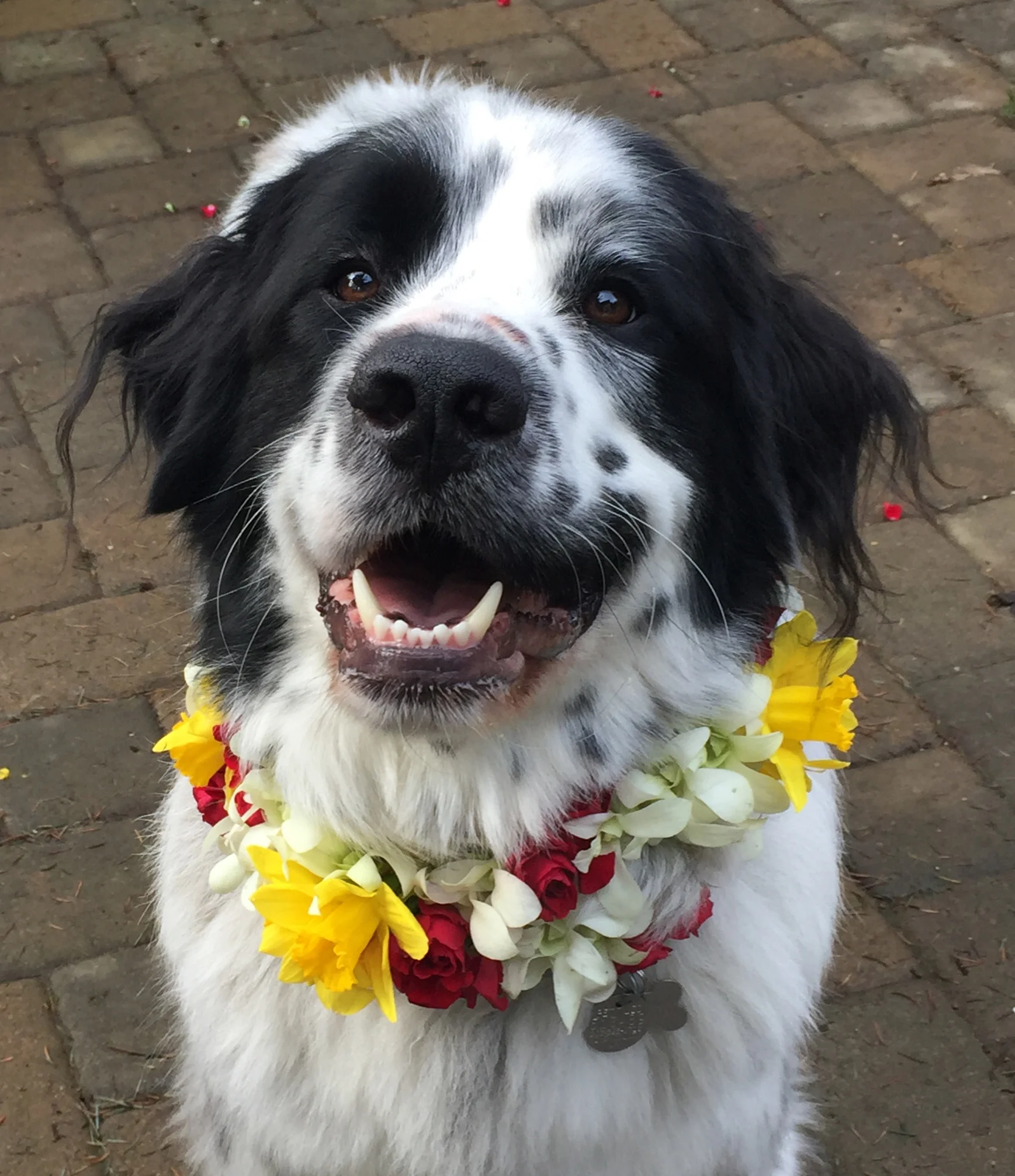 Ranger modeling a lei from a local flower shop so I could know where to paint one on Hachi. I went through several photos and poses. There were many flower petals all over the patio!