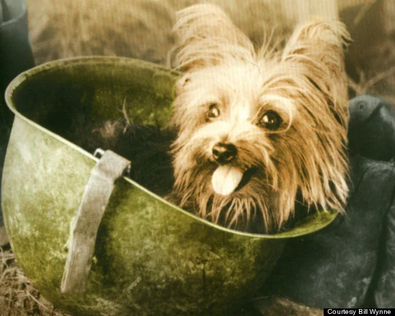 Smoky was found in a foxhole during World War II, she visited injured soldiers and became one of the first therapy dogs.