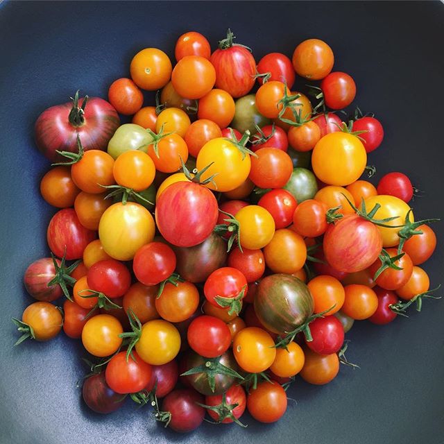 Be kind to your future self and make some damn sauce this weekend. #homegrown #tomatoseason #🍅 .
.
.
.
#foodandwine #bareaders #onmytable #wwllt #pbsfood #pursuepretty #buzzfeast #chefsroll #privatechef #thekitchn #kitchenlife #saveurmag #eatclean #