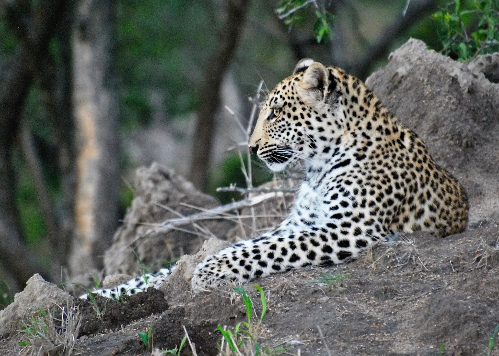 Resting & Listening ...