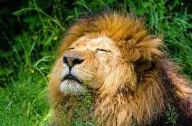 Feel The Spirit of Africa