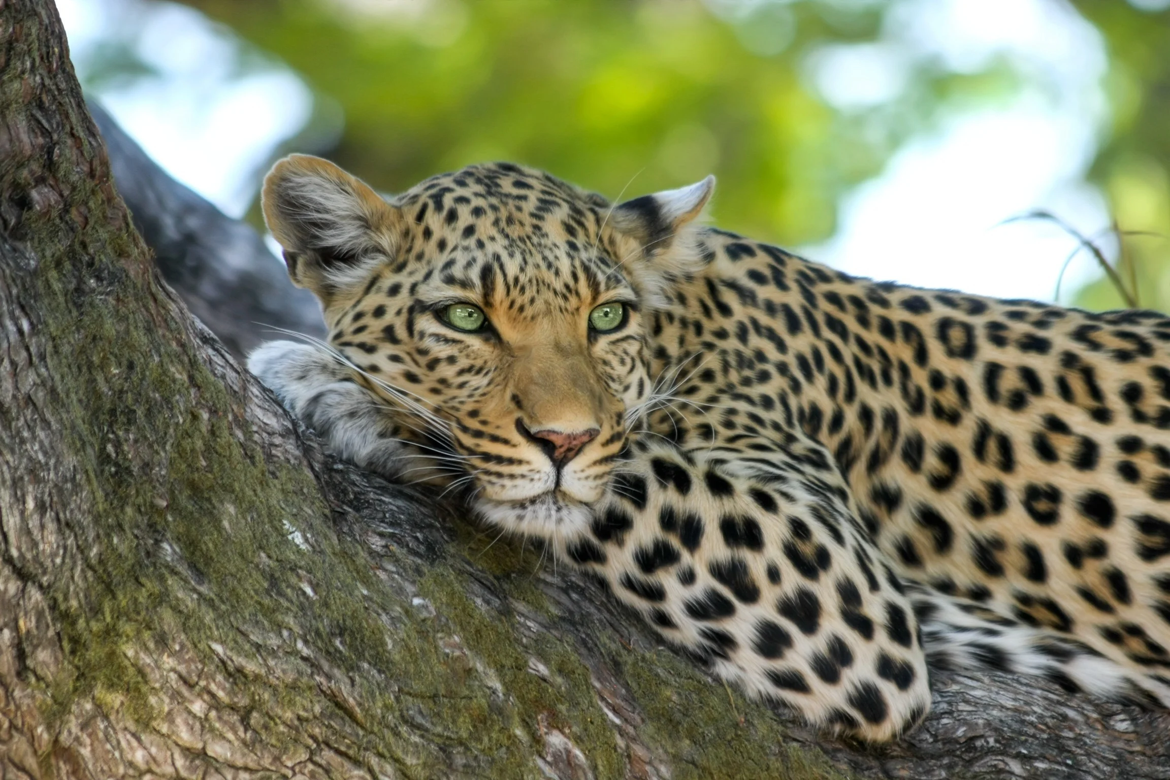 leopard-wildcat-big-cat-botswana-46254.jpeg