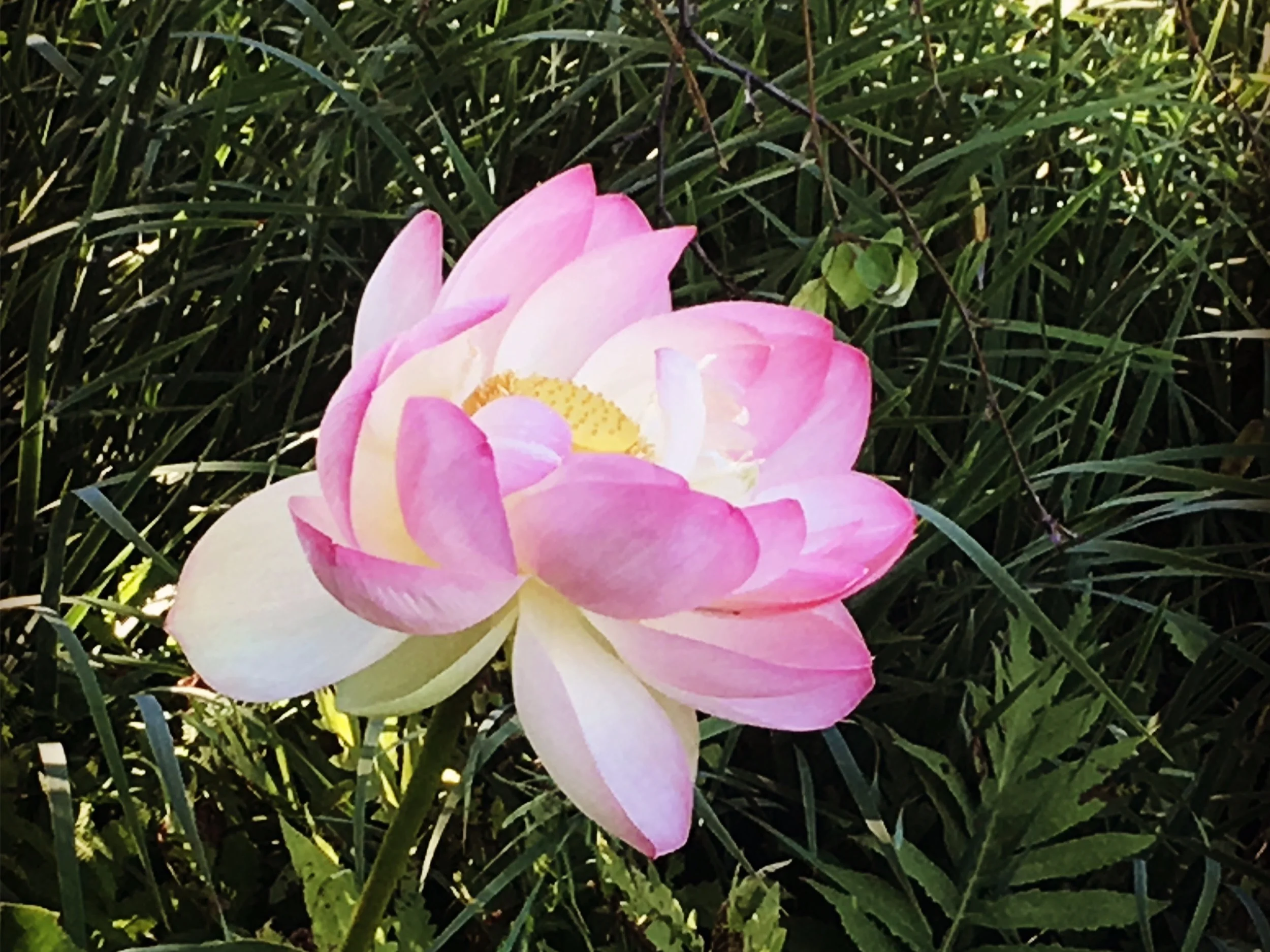 Lotus+flower.jpg