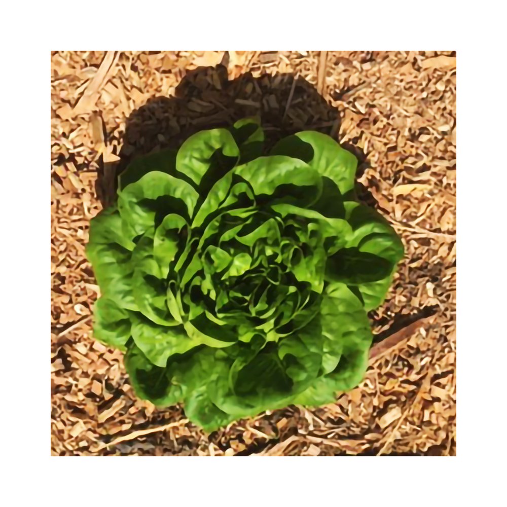 June lettuce.jpg