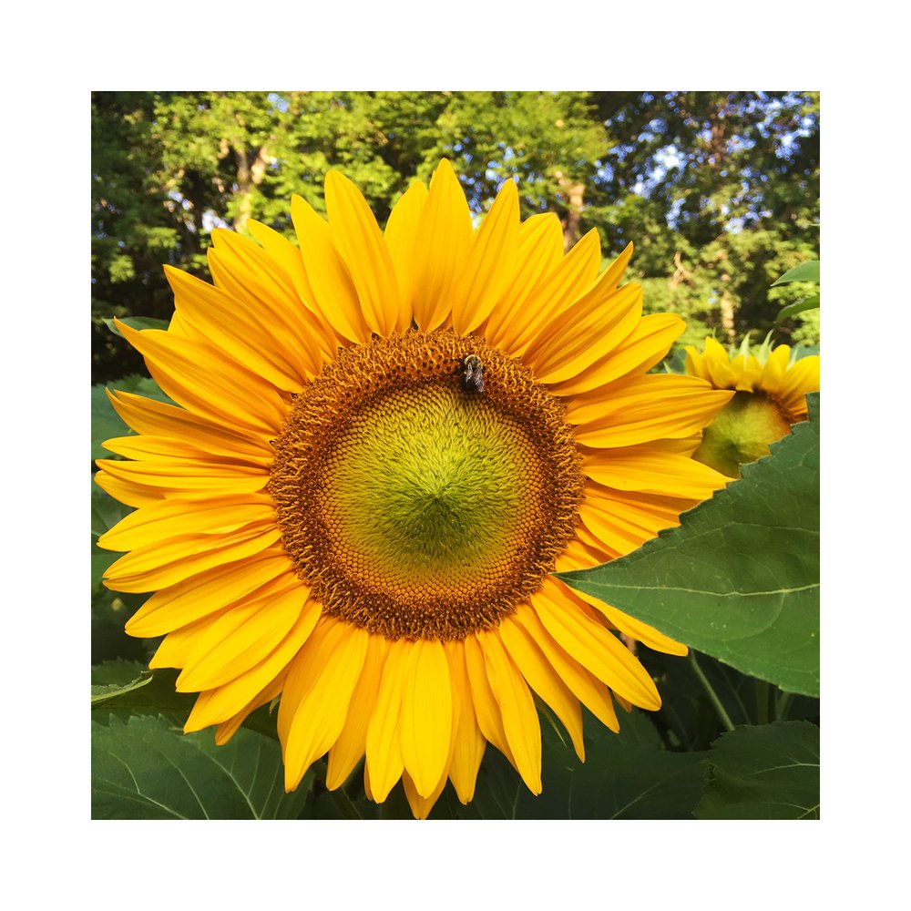 July Sunflower:bee.jpg