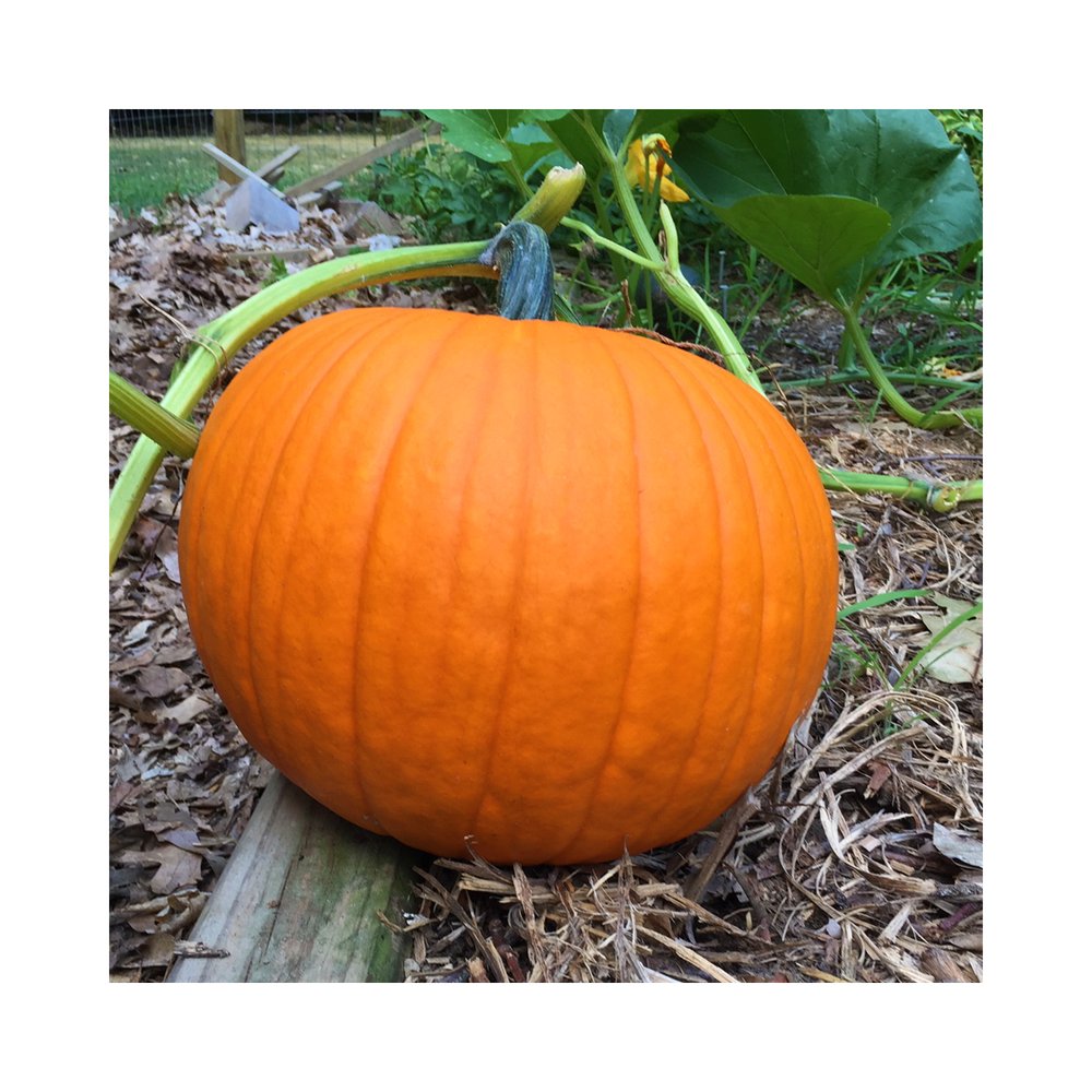 August pumpkin.jpg