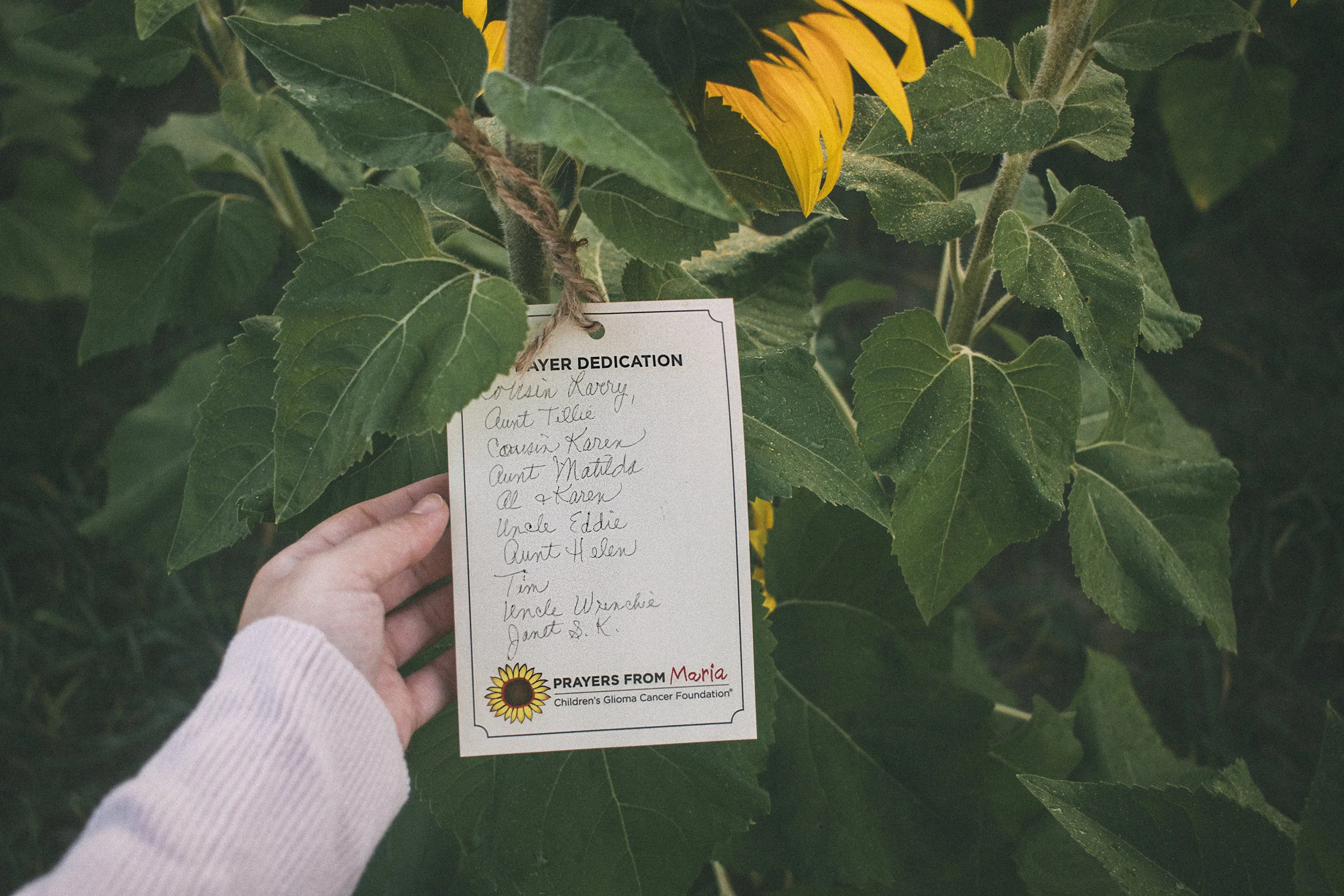 AvonOHSunflowers_09232017_060.jpg