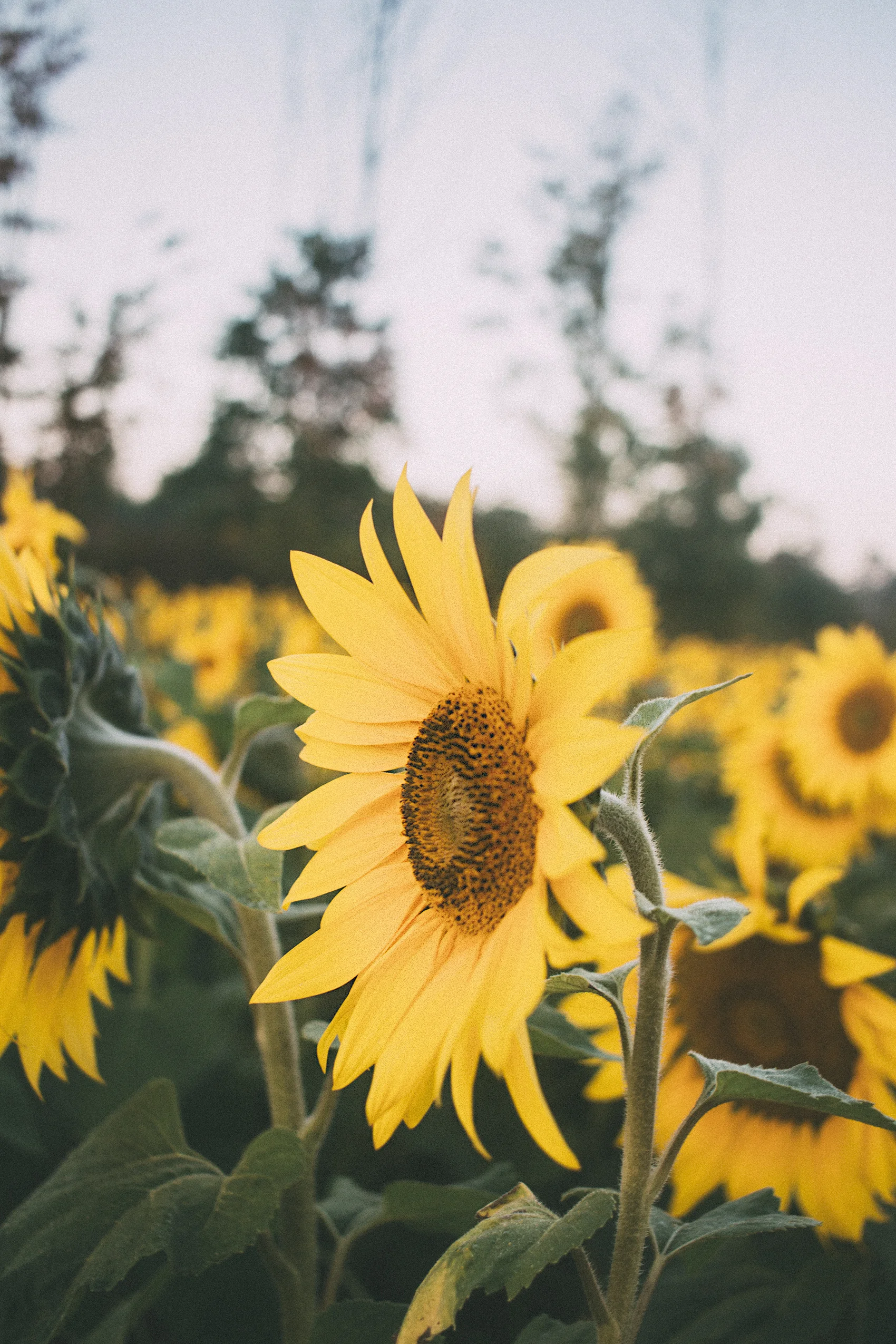 AvonOHSunflowers_09232017_090.jpg