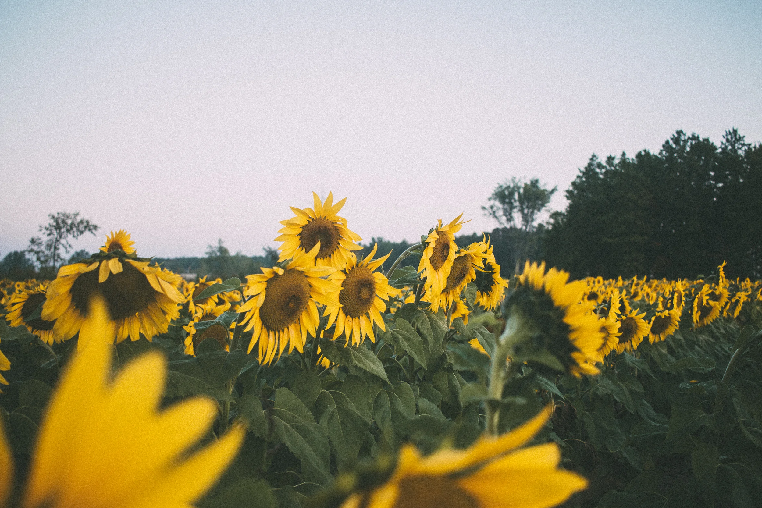 AvonOHSunflowers_09232017_050.jpg
