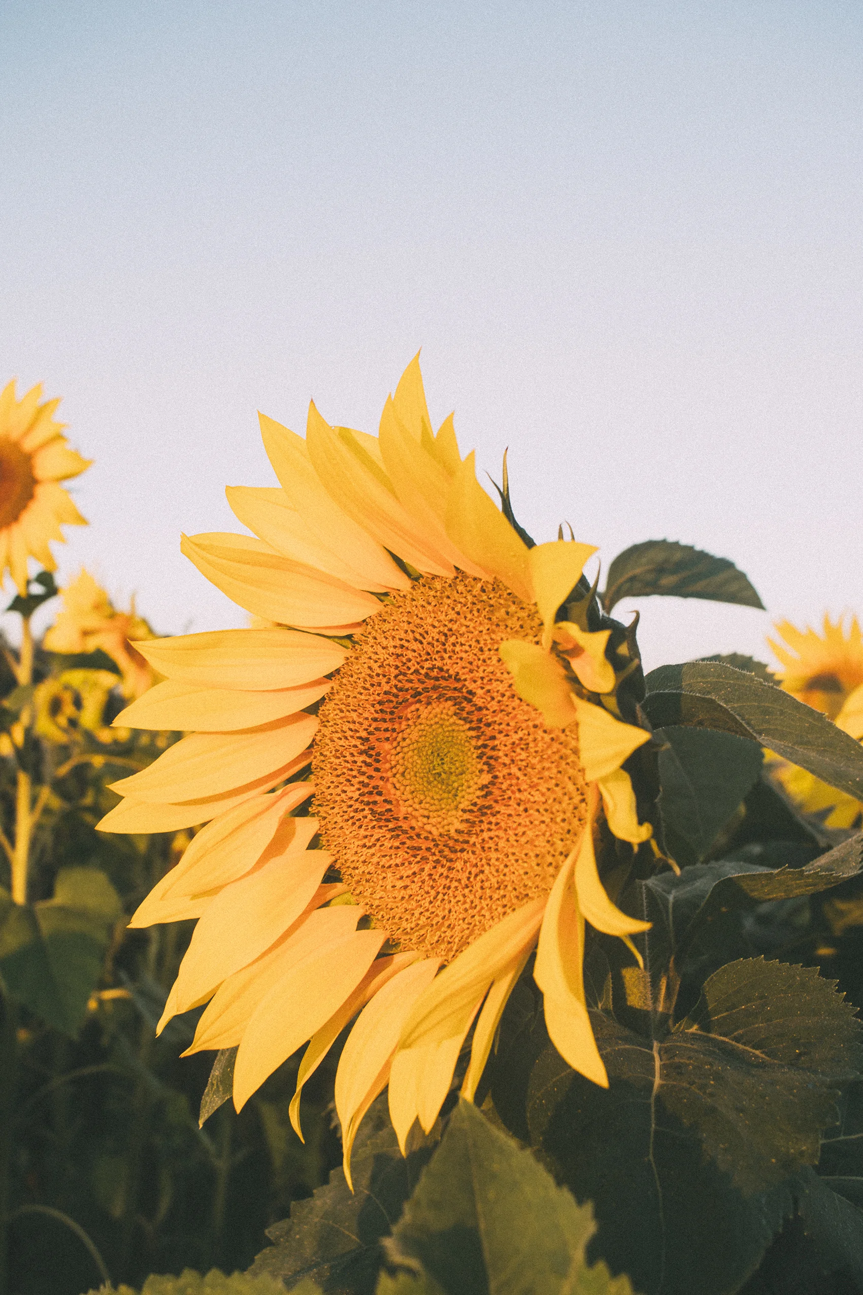AvonOHSunflowers_09232017_165.jpg