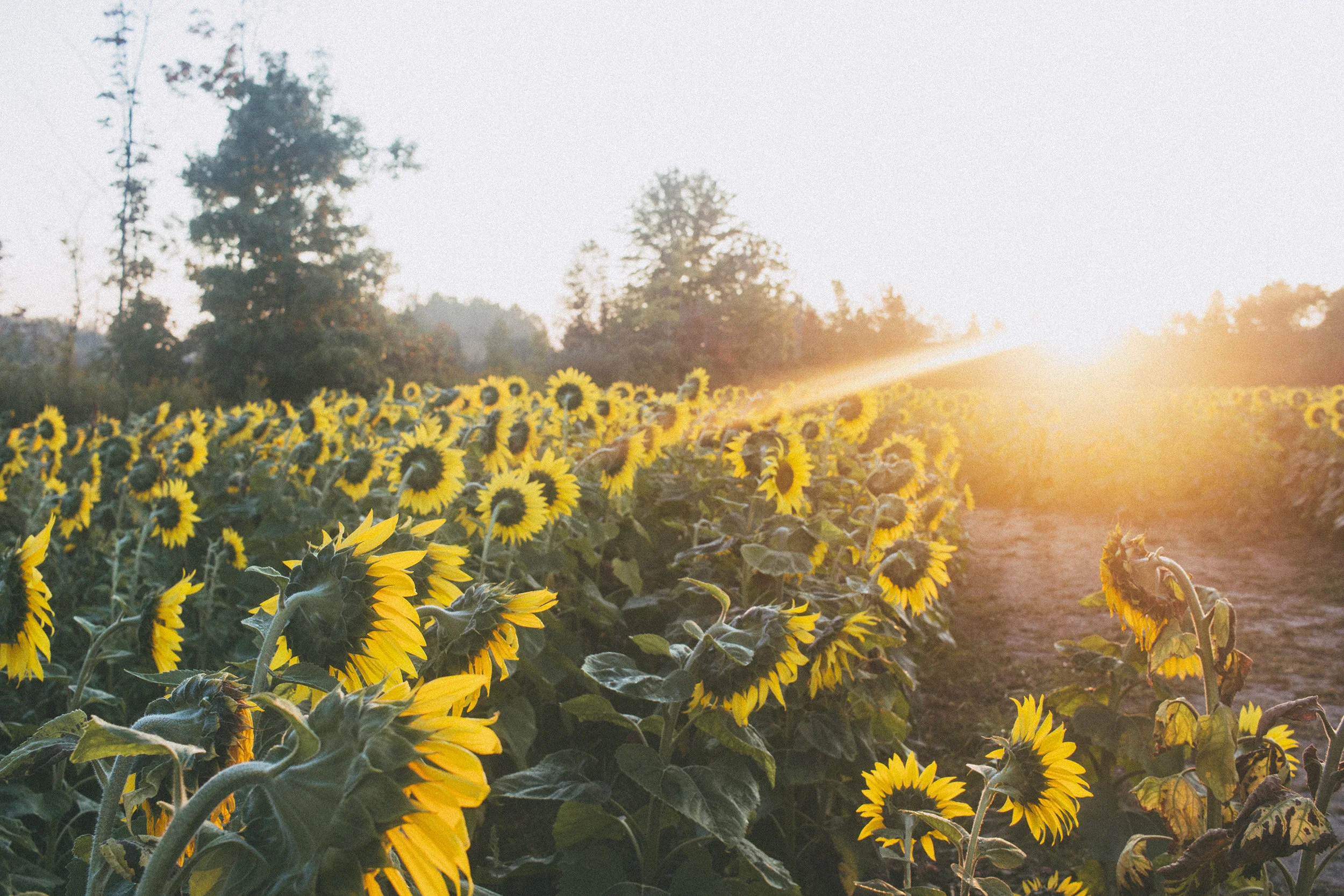 AvonOHSunflowers_09232017_143.jpg