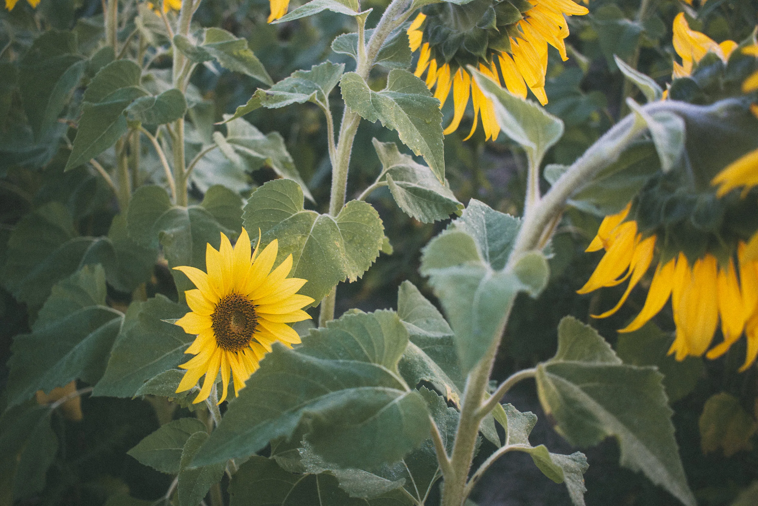 AvonOHSunflowers_09232017_072.jpg