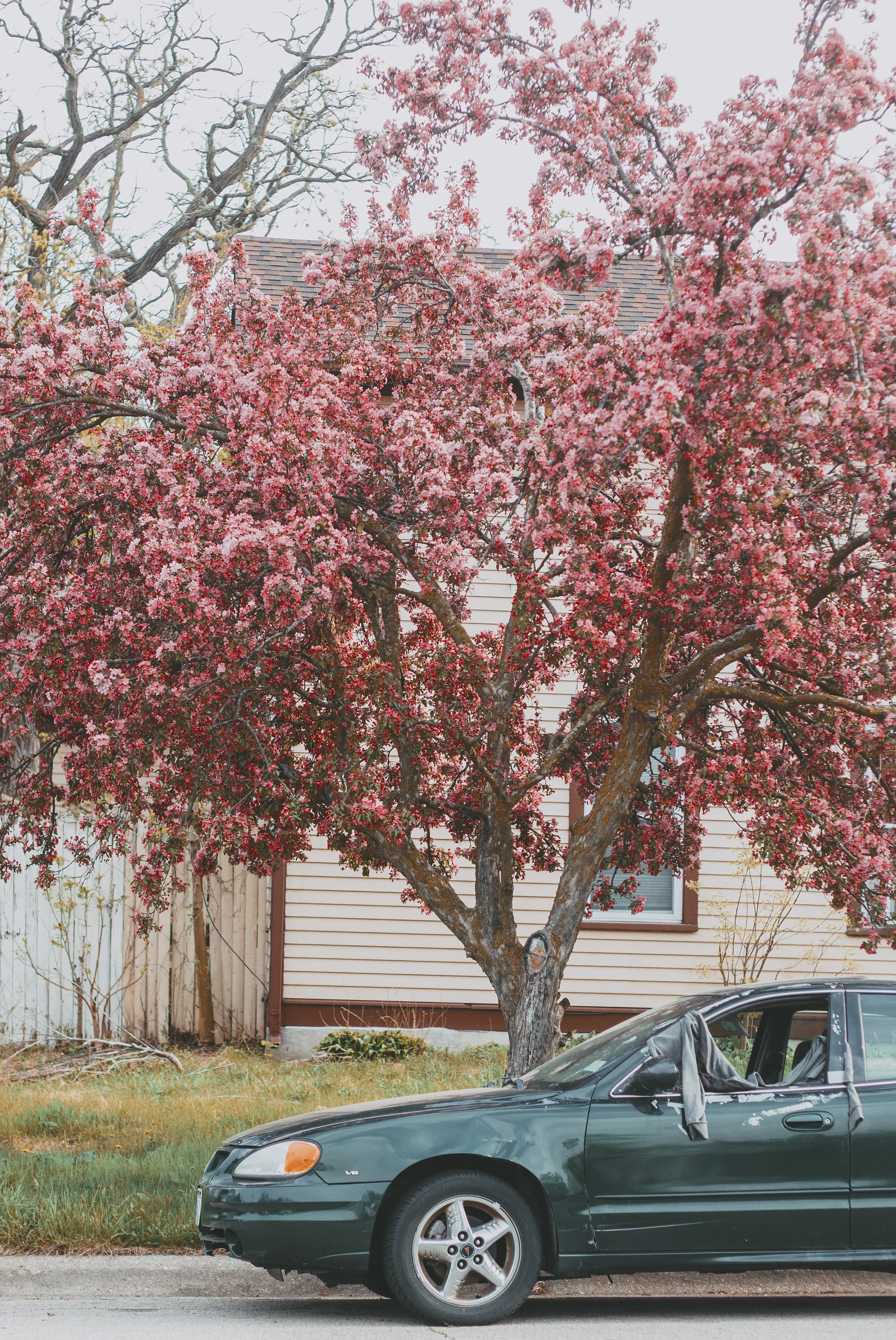NeighborhoodFlowers_05082018_0161 copy.jpg
