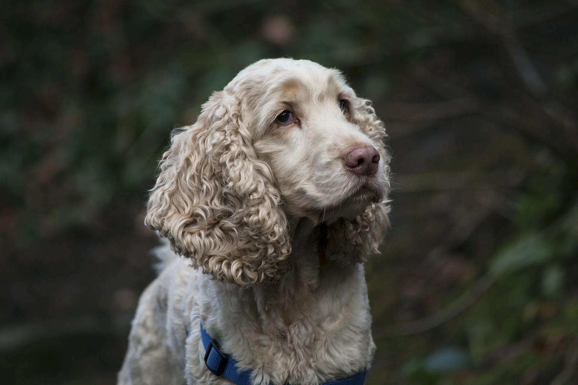 Doggies0091 LowRes.jpg