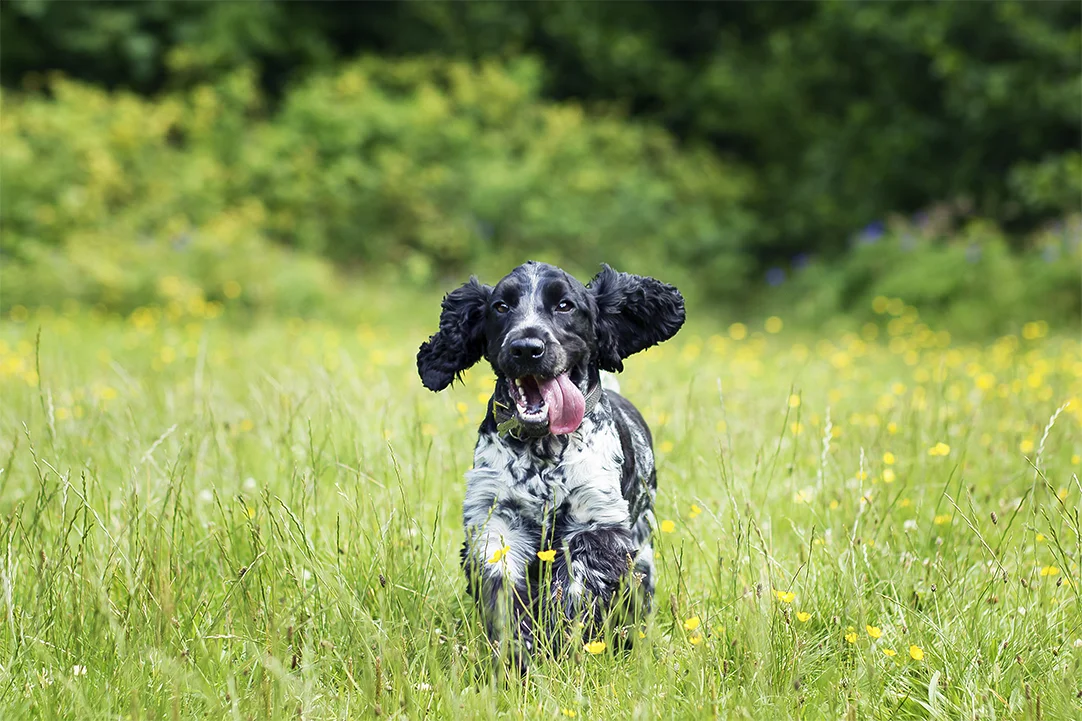Perfect_Paws_285 LR.jpg