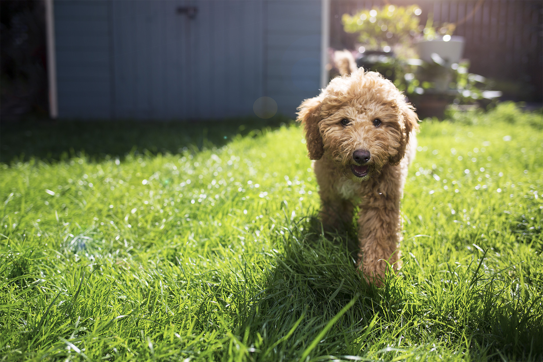PerfectPaws_Simcha_27 LR.jpg