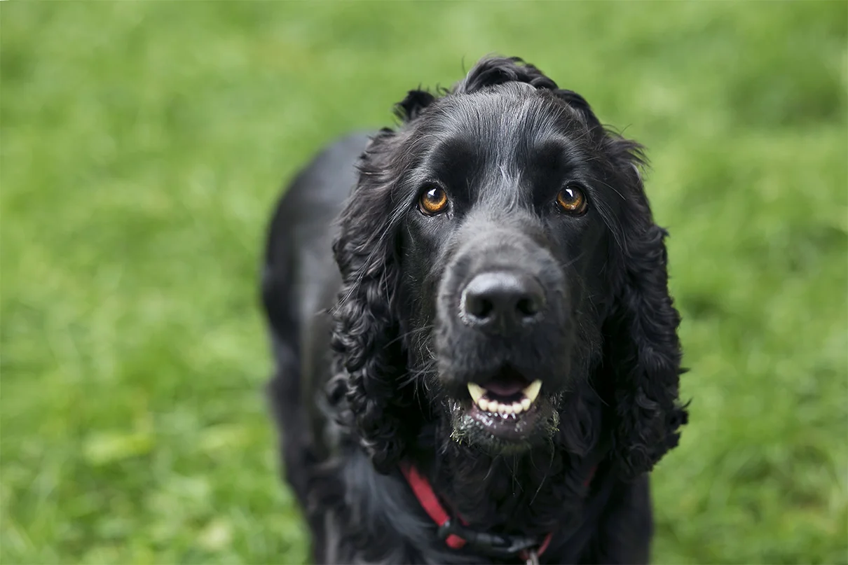 ArchieEdinburghDog_0046 LR.jpg