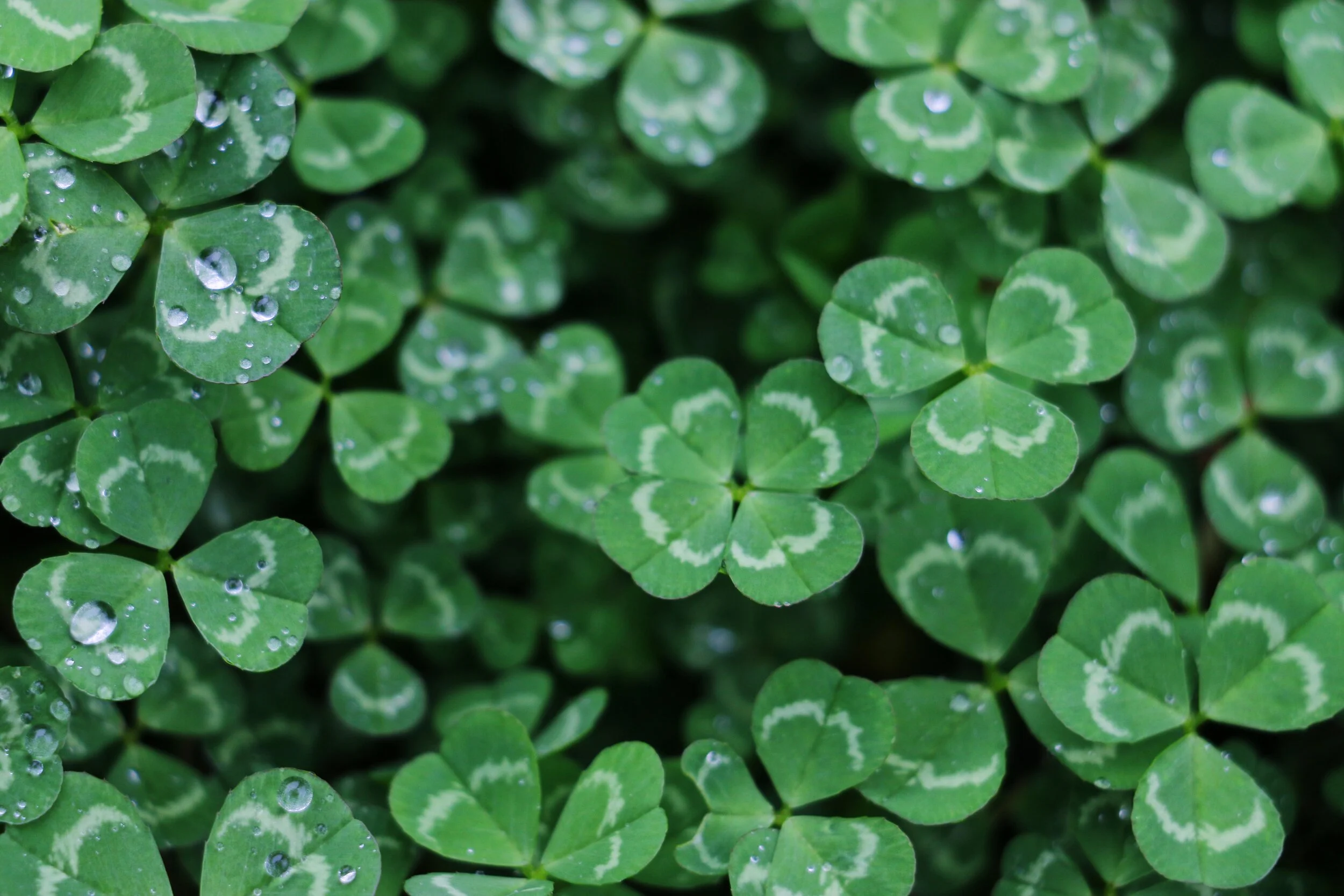30 Day Blog Challenge- Day 18: If you won the lottery...
