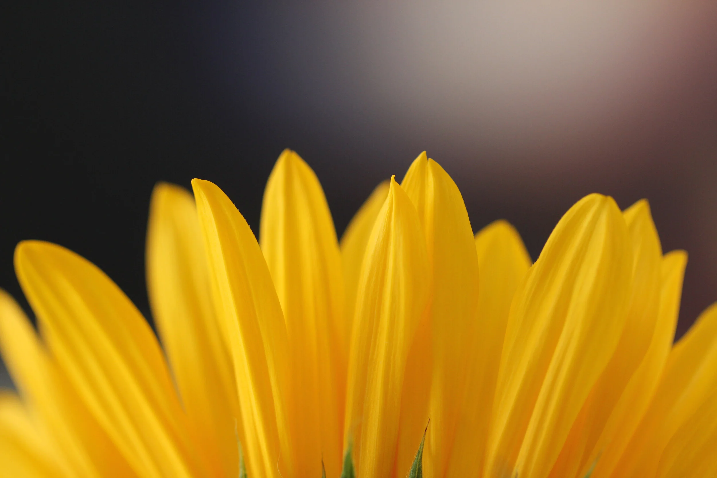 30 Day Blog Challenge-Day 30: Your hopes for your blog