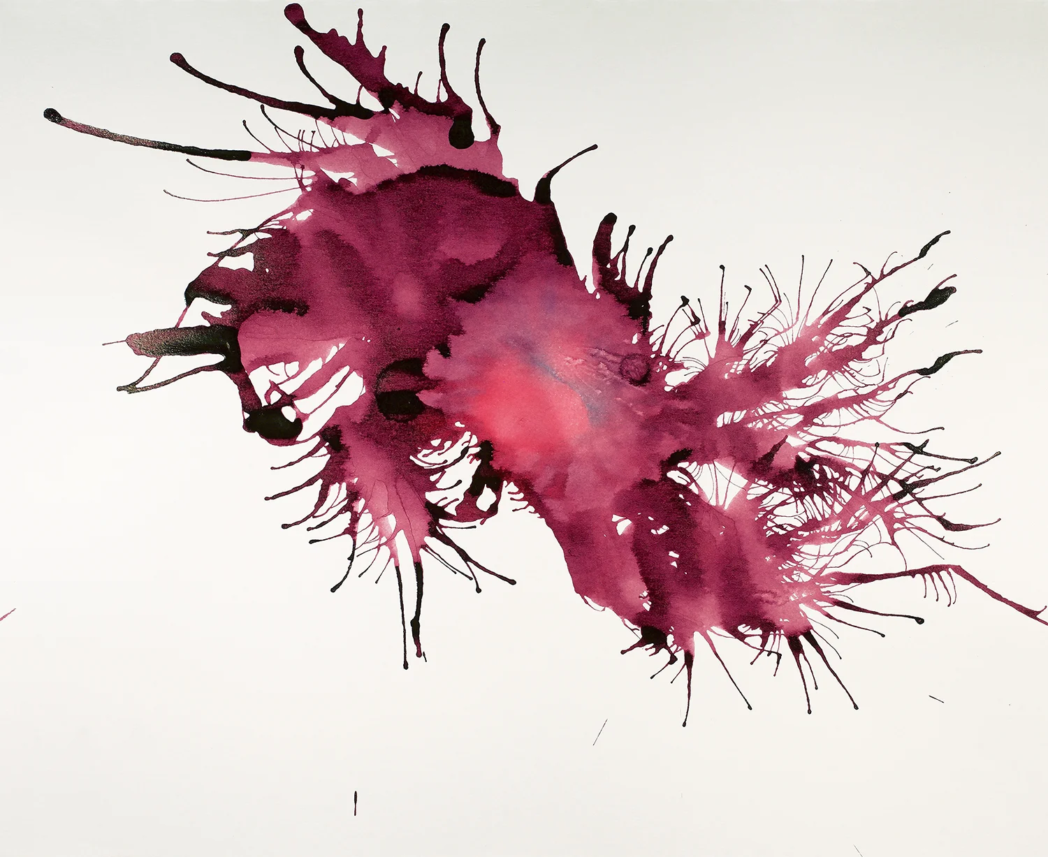 Cory the Pink Coral Eater