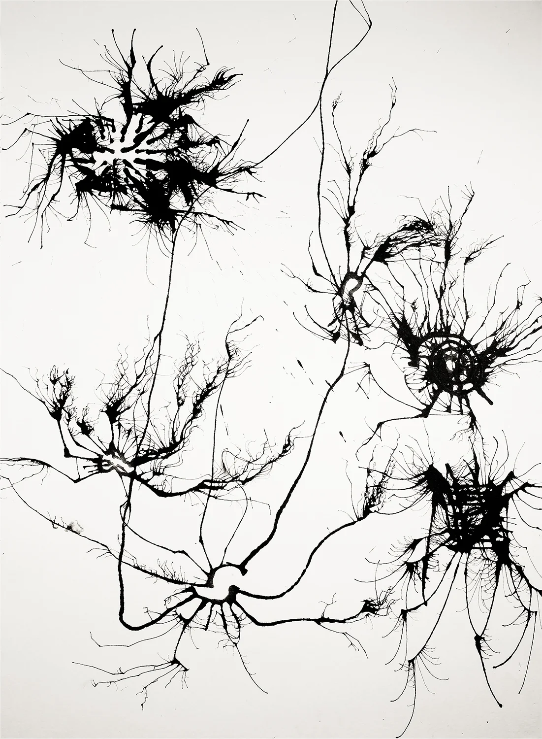 an Upscale Root
