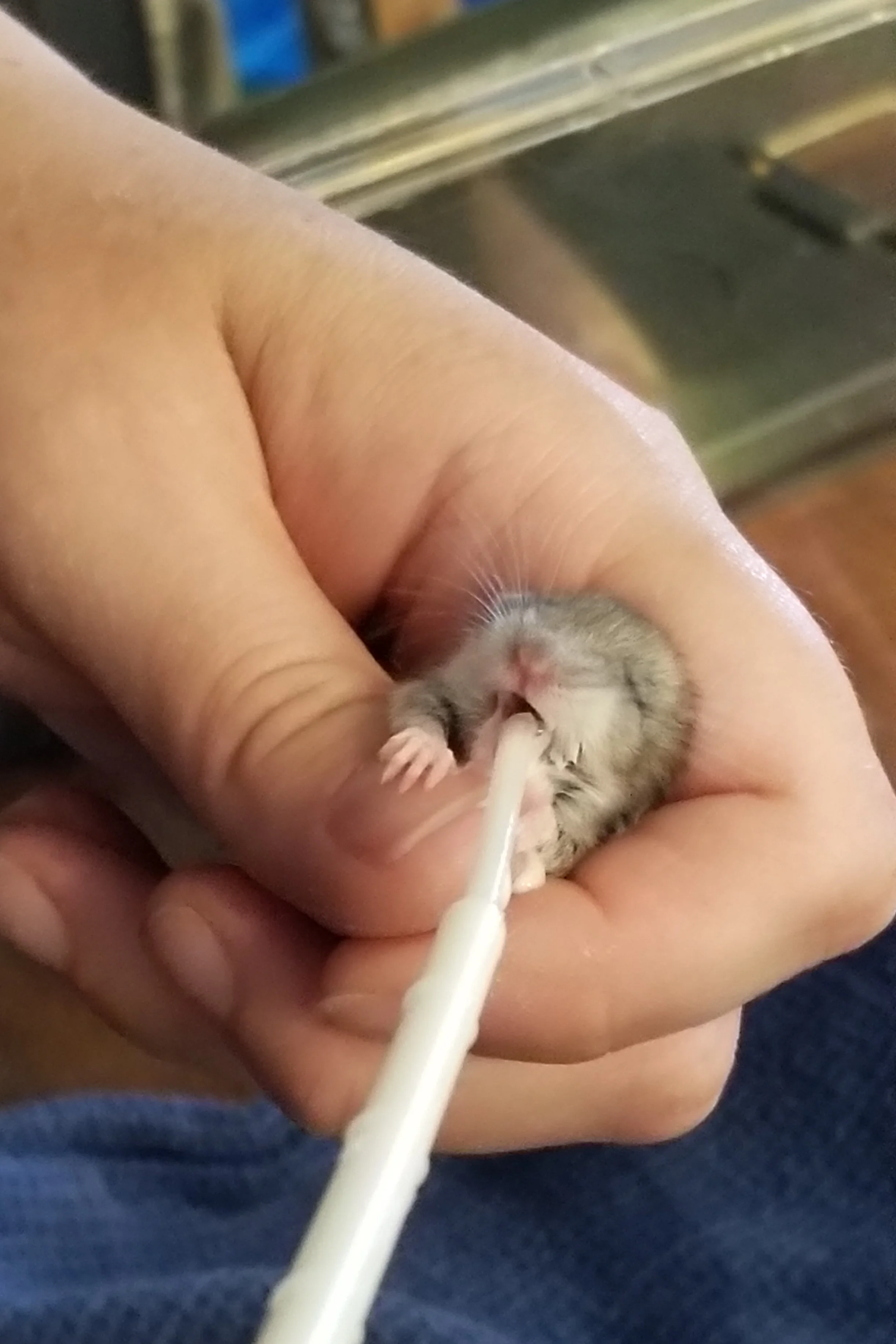 Dinner Time for a Mouse