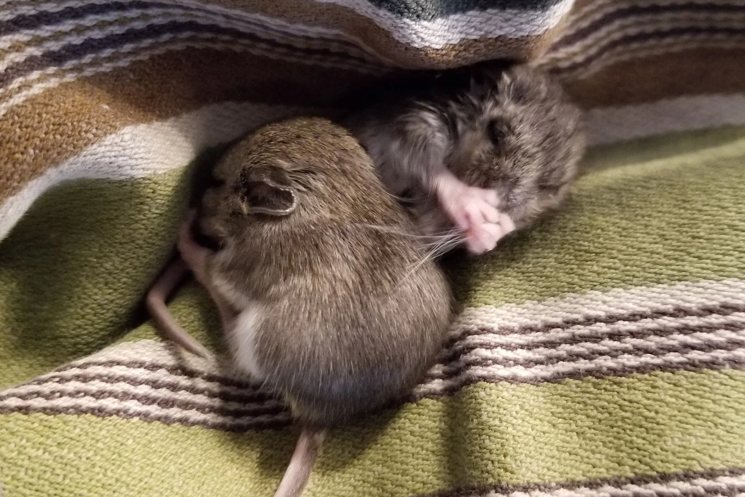 Itsy &amp; Bitsy now have their own page!