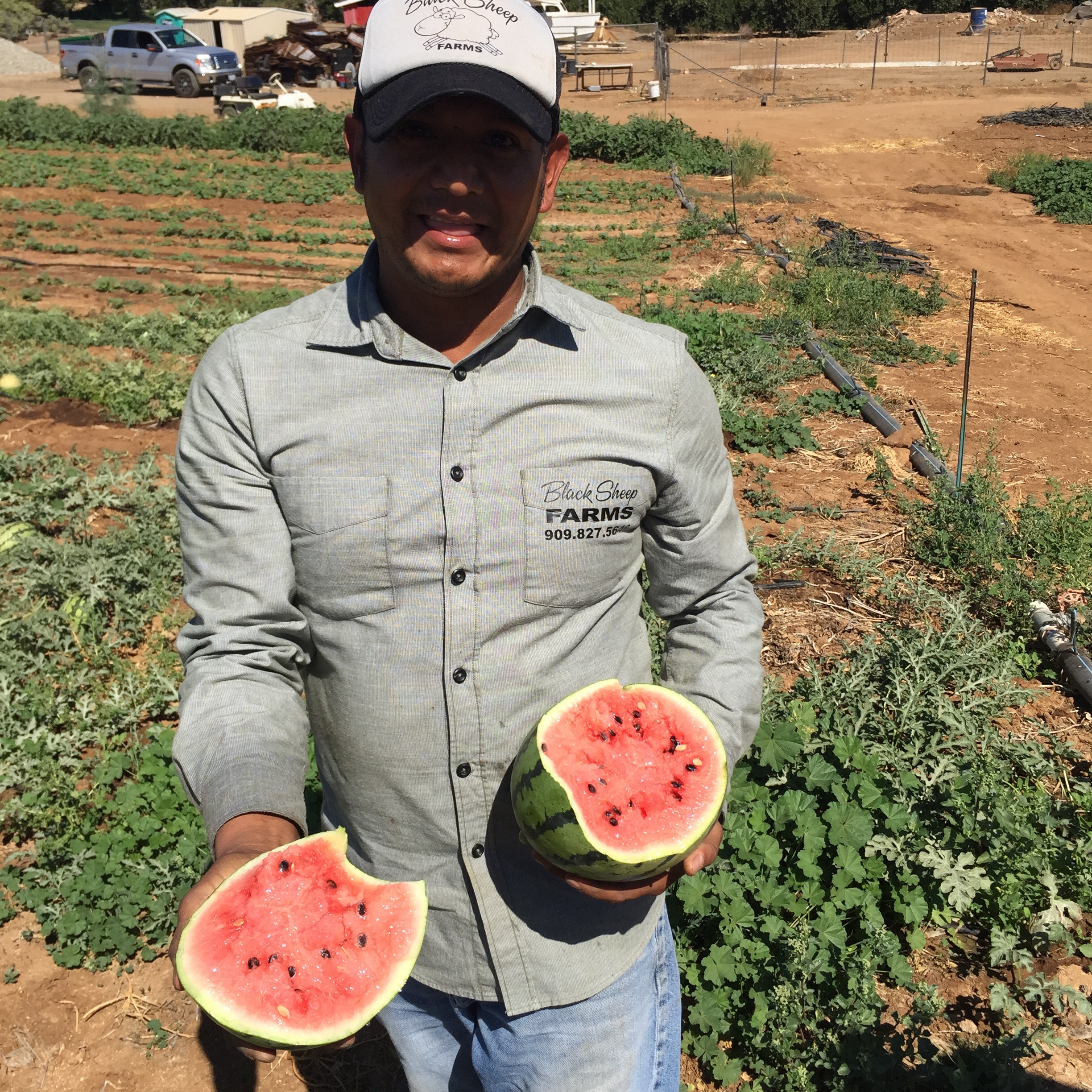 Tasting a freshly picked ripe watermelon from the vine. Very refreshing in the 95 degree heat. 