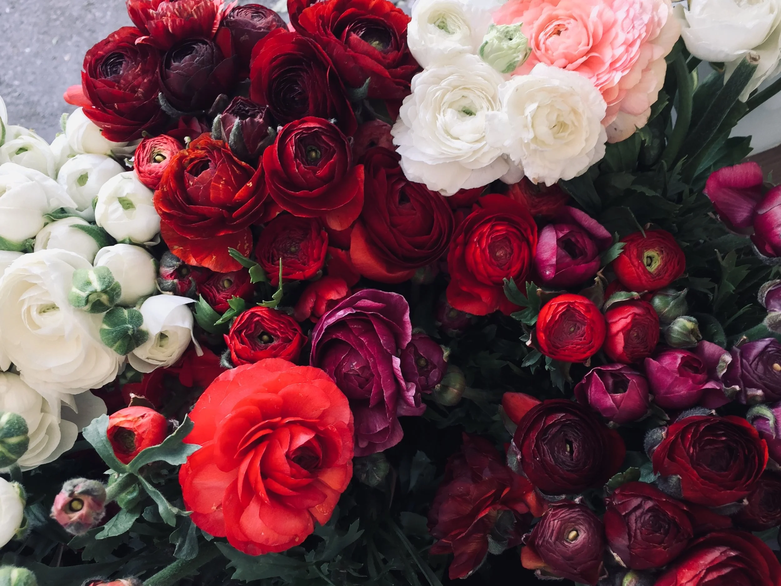 WV Ranunculus Bunch 1-24-19.jpg