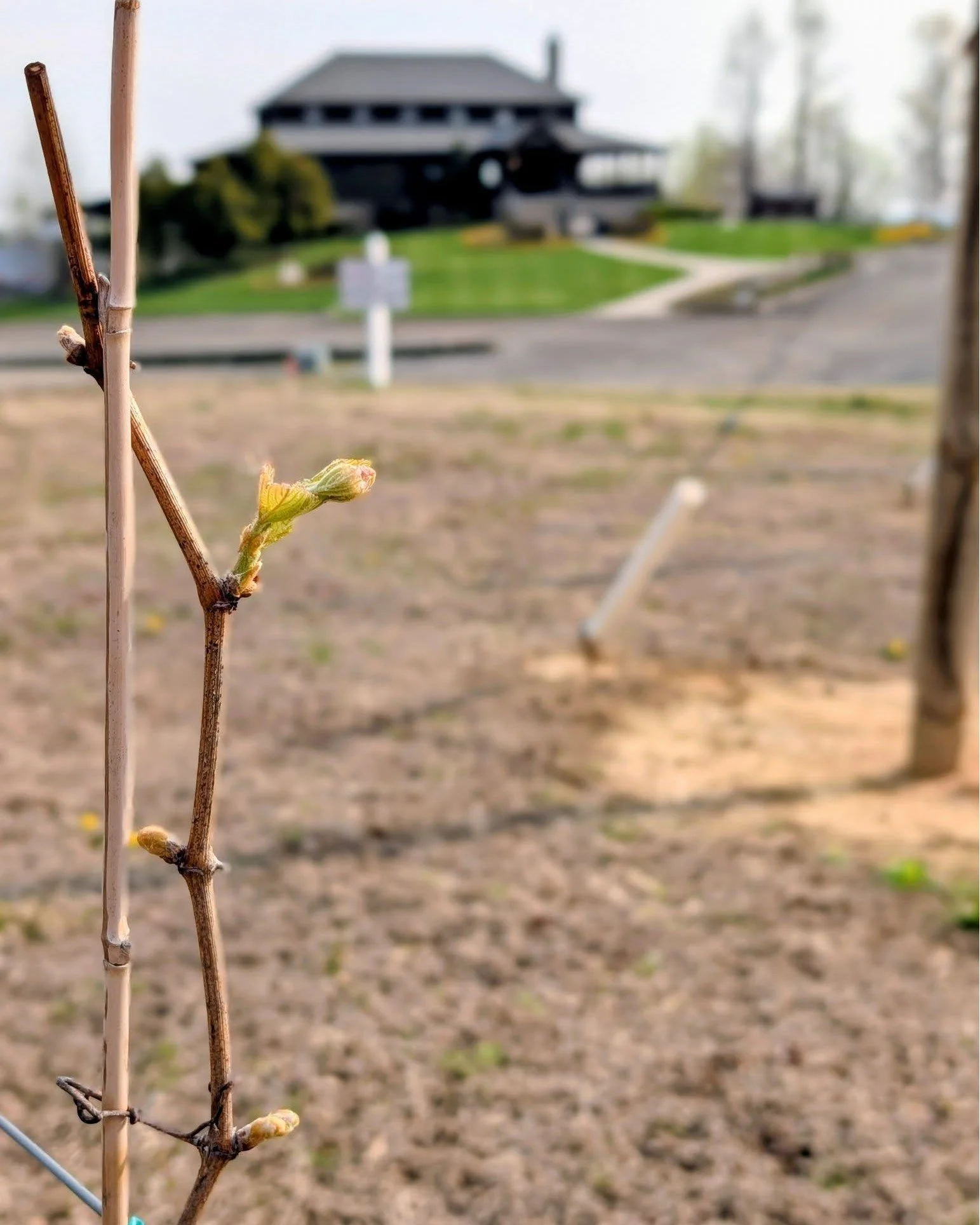 Well hello there, little bud. 🌱 Bud break has officially begun in our Chambourcin vines!