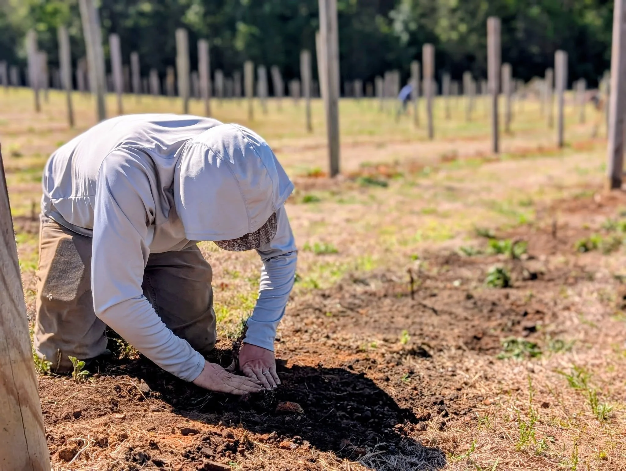 Vineyard Manager Phillip and our team have been hard at work the past week planting new vines as part of our ongoing revitalization. Each vine is hand‑touched as it goes into the ground, carrying with it fresh roots, fresh growth, and the promise of 