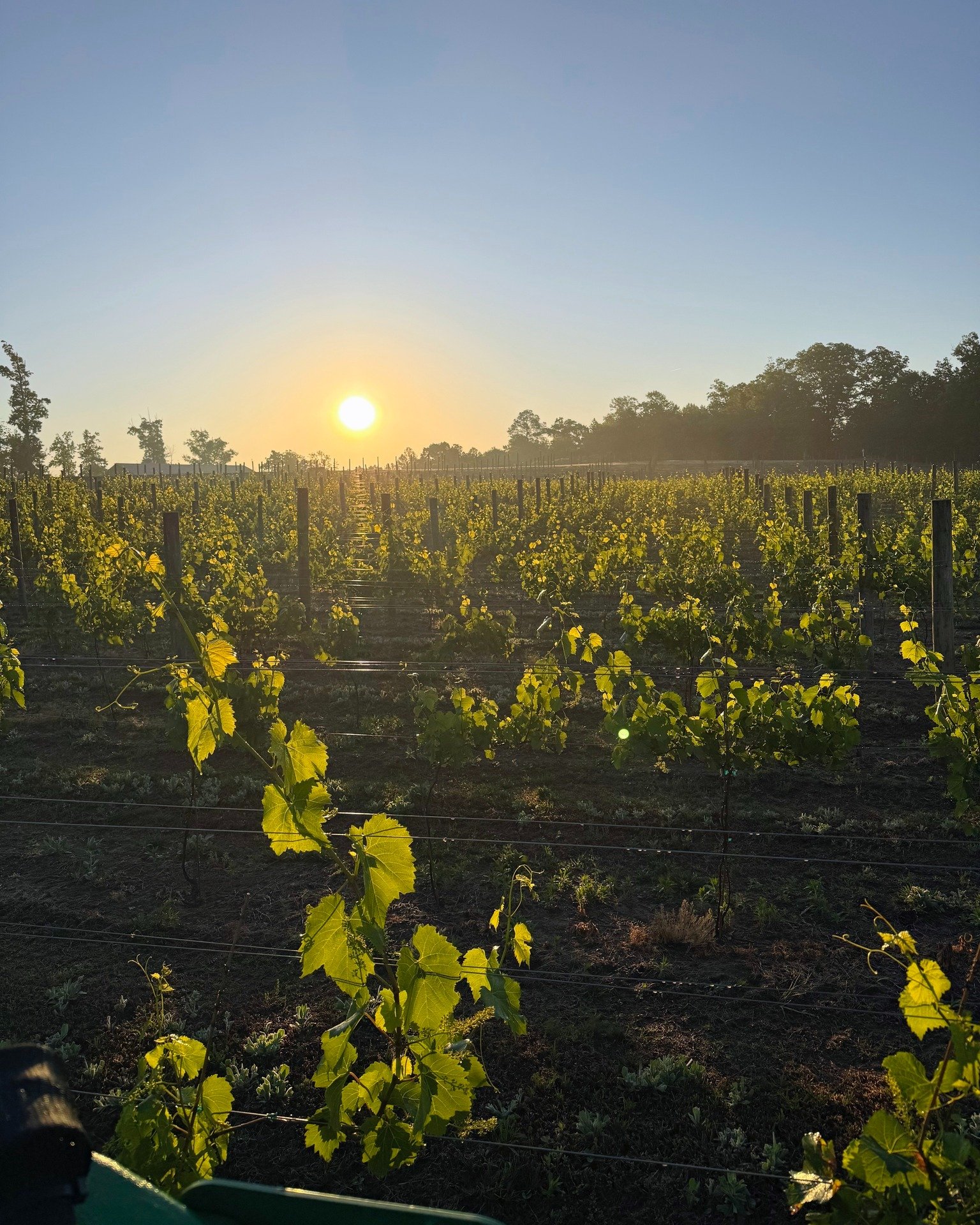 Views from the tractor never get old, especially when the sunrise paints the whole vineyard in gold. 🚜 

It&rsquo;s shaping up to be a beautiful weekend at the winery. Come unwind and enjoy the view with us. 🍷

Weekend Lineup:

Friday, 5/15
- Winer