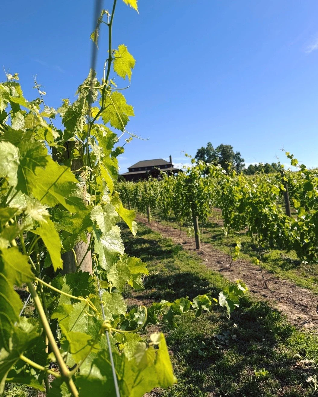 The vines are thriving and the skies are clear. It&rsquo;s shaping up to be a beautiful weekend at Saud&eacute; Creek. 

Come sip, relax, and take in the view. 🍷

Take a look at what's happening this weekend:

Friday, 6/5
- Winery hours 12-8:30pm
- 