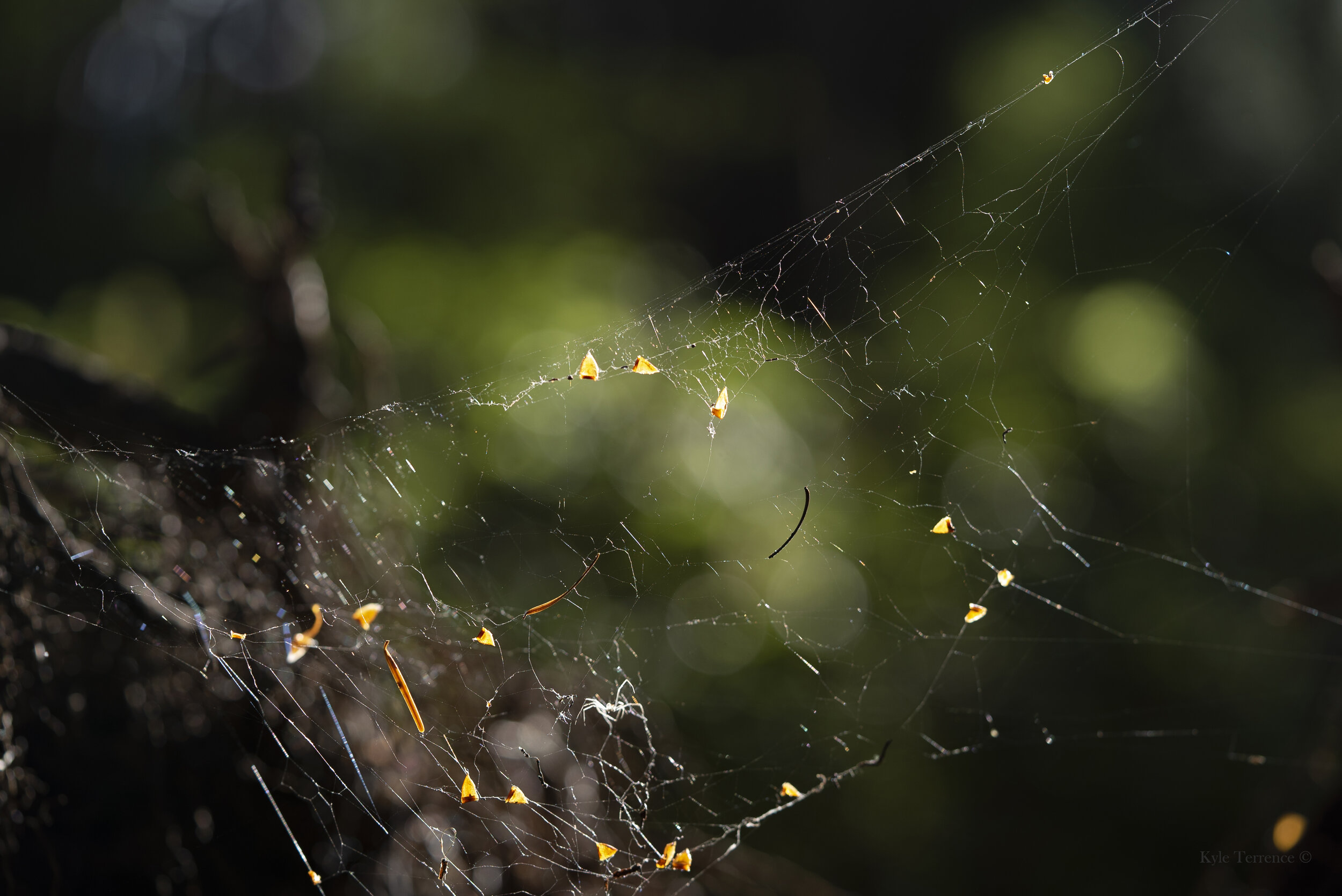 Web Float - Website.jpg
