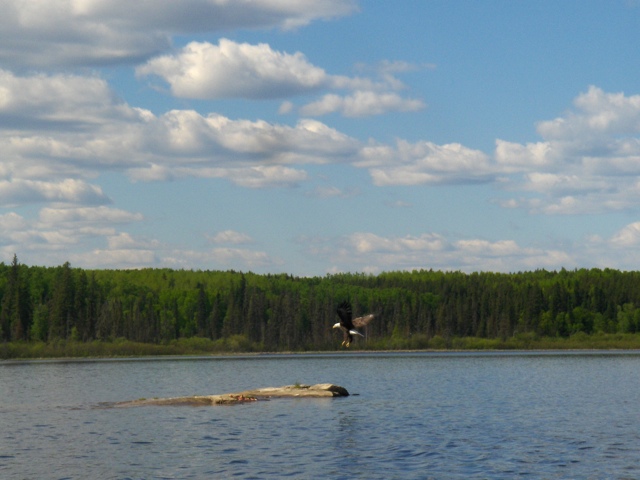 Eagle 