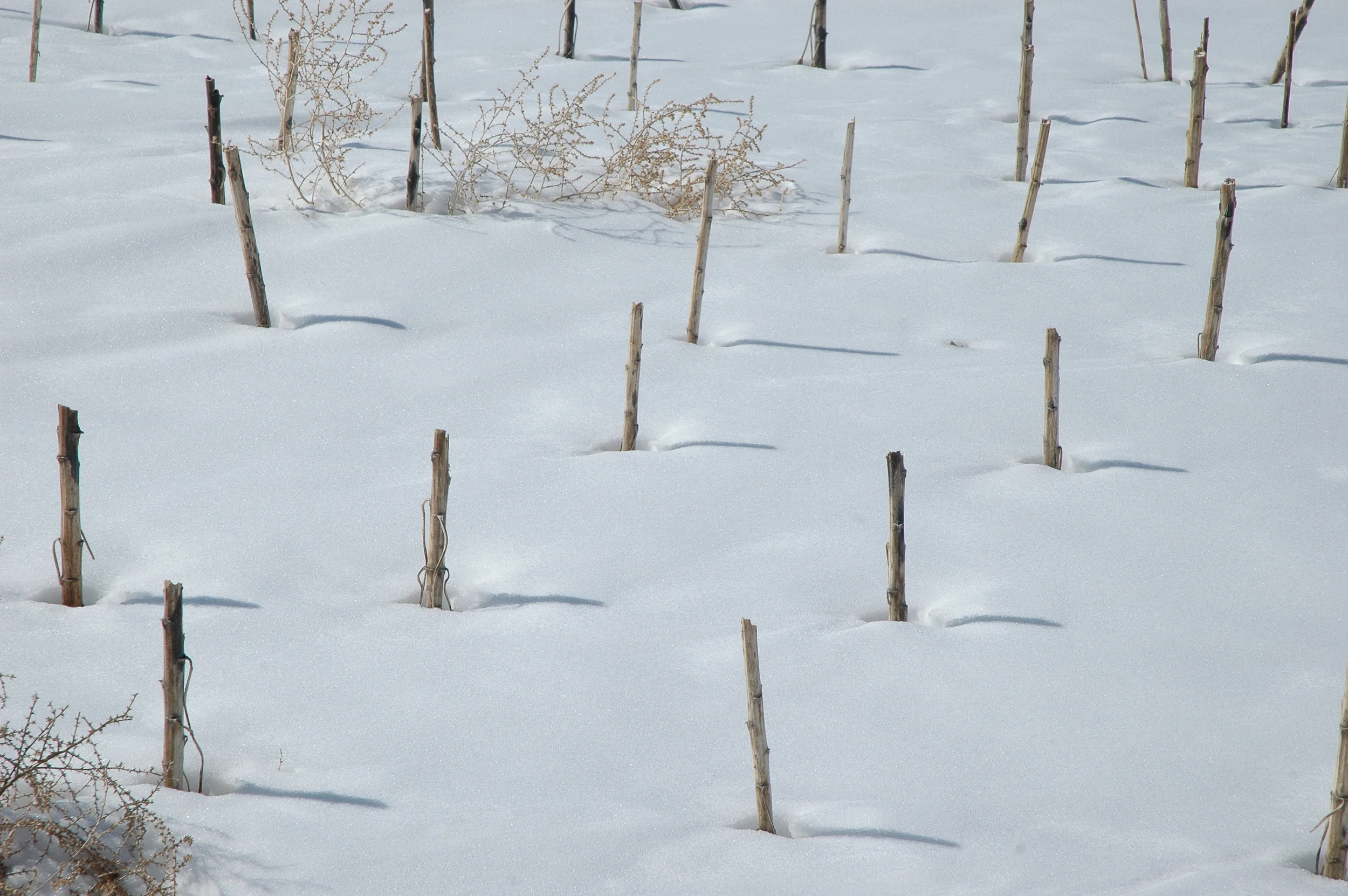 Winter on the Plaines Colorado