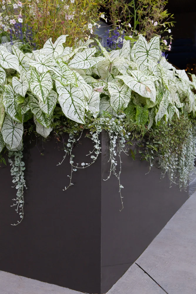 Mid-Pike Clinton & Associates Design Collective Planting Bed System Powder Coated Aluminum