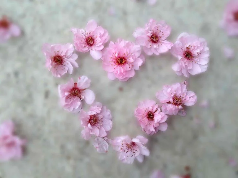 blossom-heart-low-res-768x576.jpg
