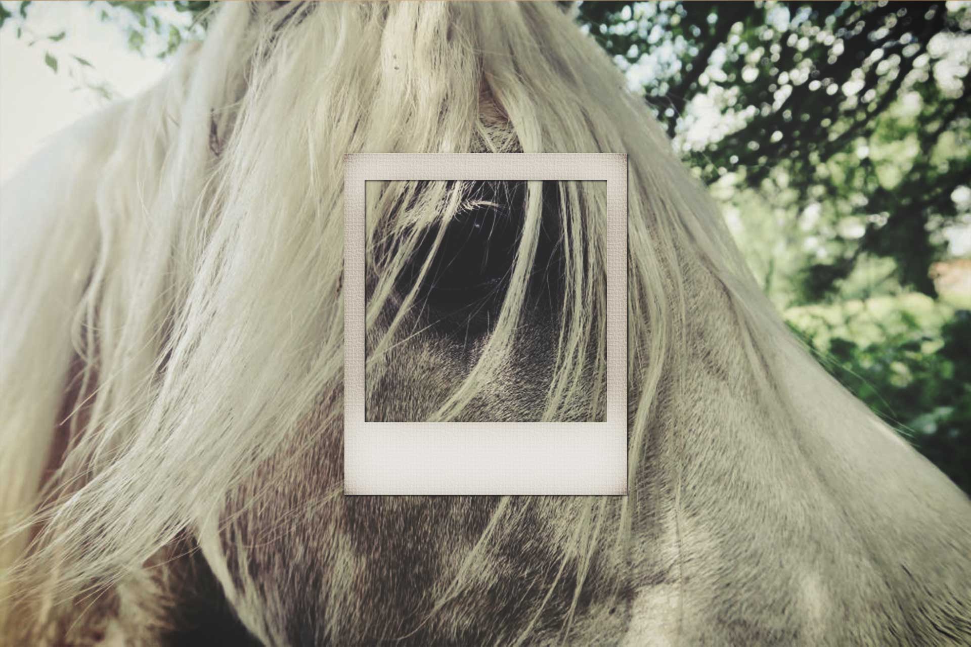 LN-polaroid-horse1.jpg