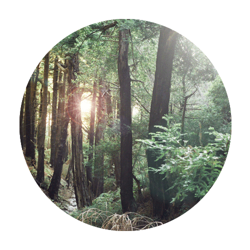 Gnome Life’s Riparian Rhapsody