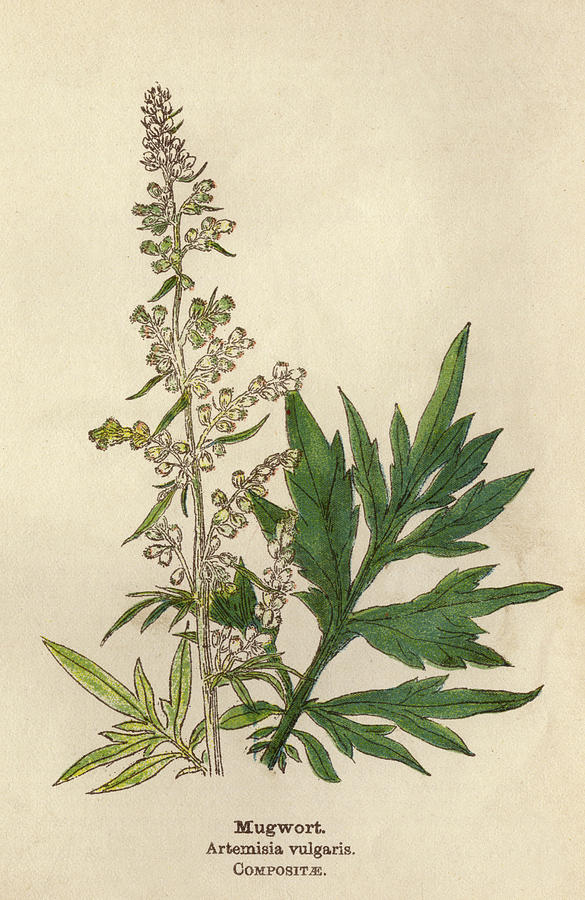 WORKING WITH MUGWORT
